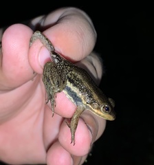 Lithobates virgatipes