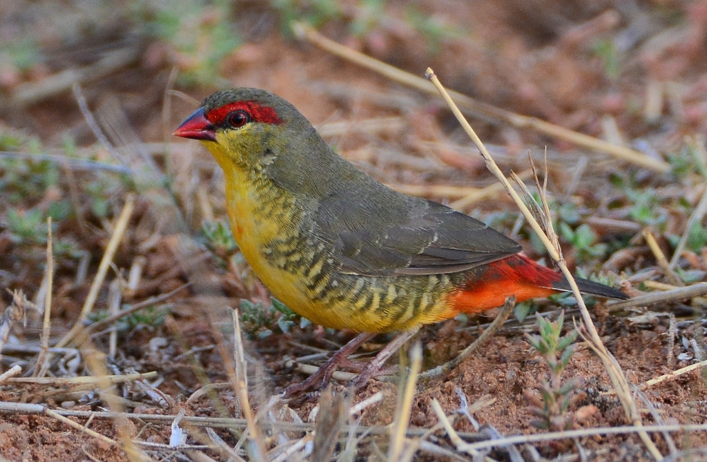 Zebra Waxbill photo