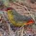 Zebra Waxbill - Photo (c) Ian White, some rights reserved (CC BY-NC-SA)