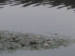 Nymphaea × marliacea