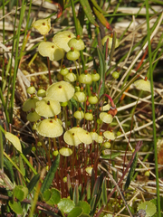 Splachnum luteum