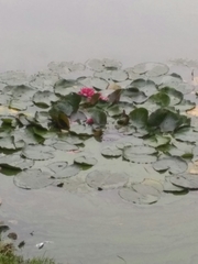 Nymphaea × marliacea