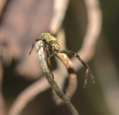 Misumenoides