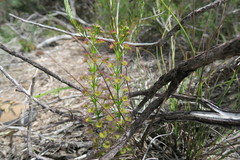 Drosera porrecta