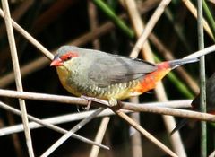 Orange-Breasted Waxbill photo 2