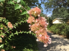 Abelia × grandiflora