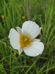 Calochortus ownbeyi