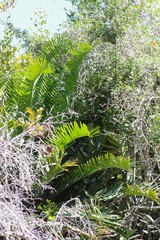 Encephalartos altensteinii