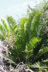 Encephalartos altensteinii