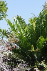 Encephalartos altensteinii