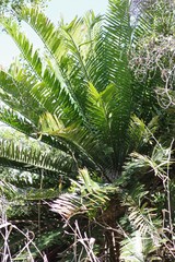 Encephalartos altensteinii