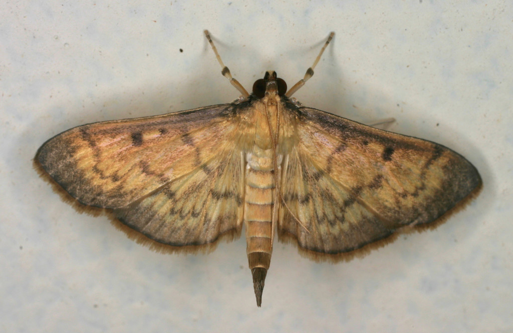 Greater Sweet Potato Webworm Moth