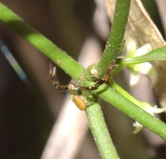 Misumenoides