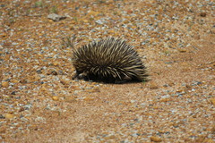 Tachyglossus aculeatus acanthion