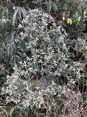 Baccharis sordescens