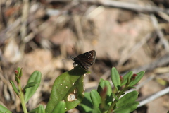 Pholisora
