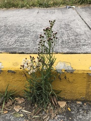 Erigeron variifolius