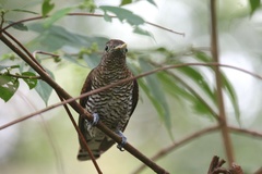 Chrysococcyx cupreus