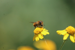 Osmia azteca