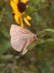 Episemasia