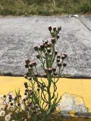 Erigeron variifolius
