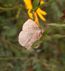 Episemasia