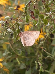 Episemasia