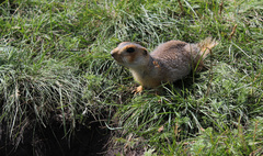 Spermophilus major