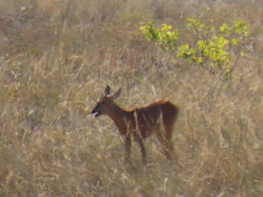 Capreolus