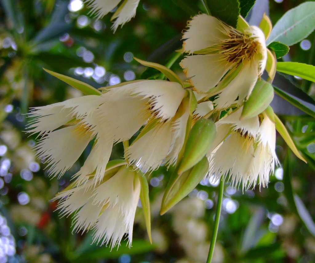 Hainan Elaeocarpus