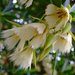 Elaeocarpus hainanensis - Photo (c) Kai Yan,  Joseph Wong,  זכויות יוצרים חלקיות (CC BY-NC-SA)
