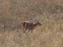 Capreolus