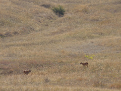 Capreolus