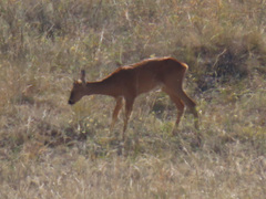Capreolus