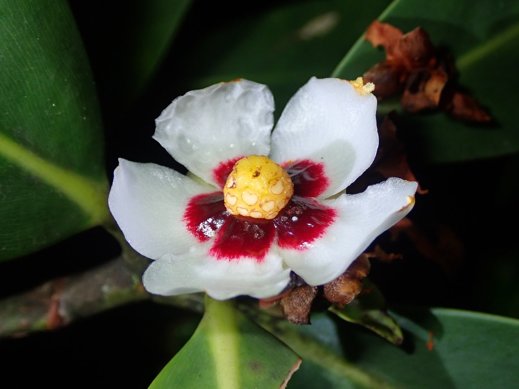 Clusia gardneri