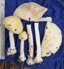 Amanita russuloides