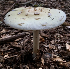 Amanita russuloides