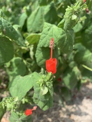 Malvaviscus arboreus