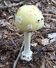 Amanita russuloides