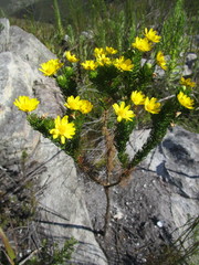 Euryops pinnatipartitus