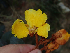 Senna velutina