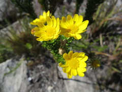 Euryops pinnatipartitus