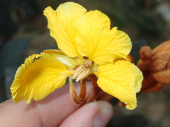 Senna velutina