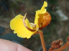 Senna velutina