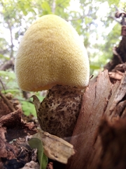 Volvariella bombycina flaviceps
