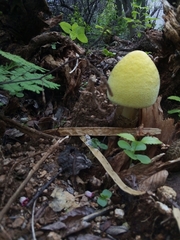 Volvariella bombycina flaviceps