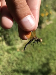 Sympetrum semicinctum