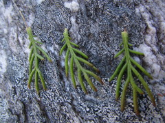 Euryops pinnatipartitus