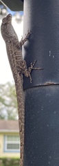 Anolis sagrei