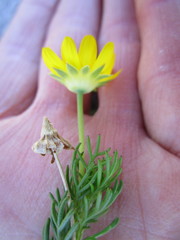 Euryops pinnatipartitus